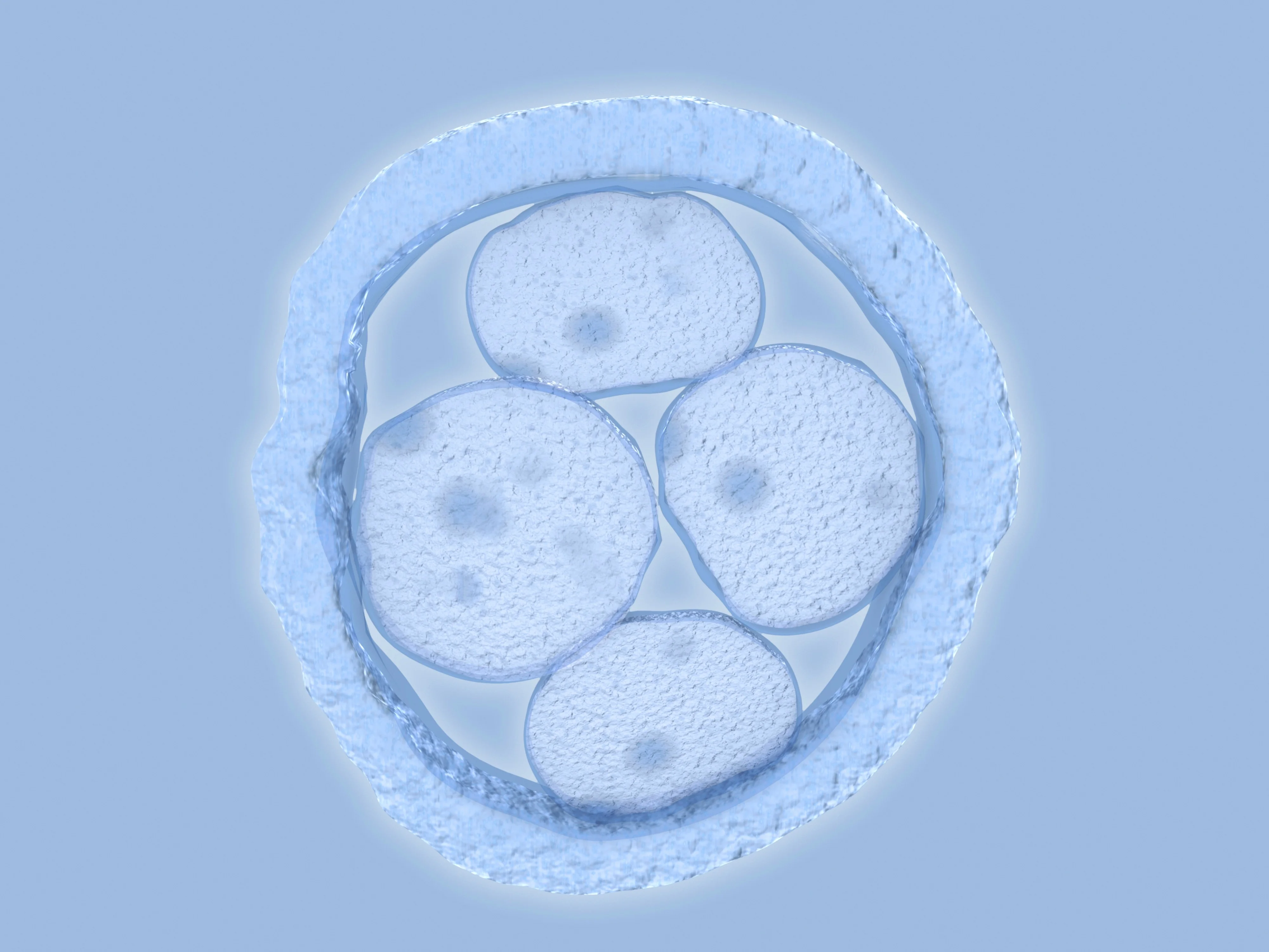 Nghiên cứu: phôi thai người phân chia bất đối xứng ngay từ giai đoạn 2 tế bào