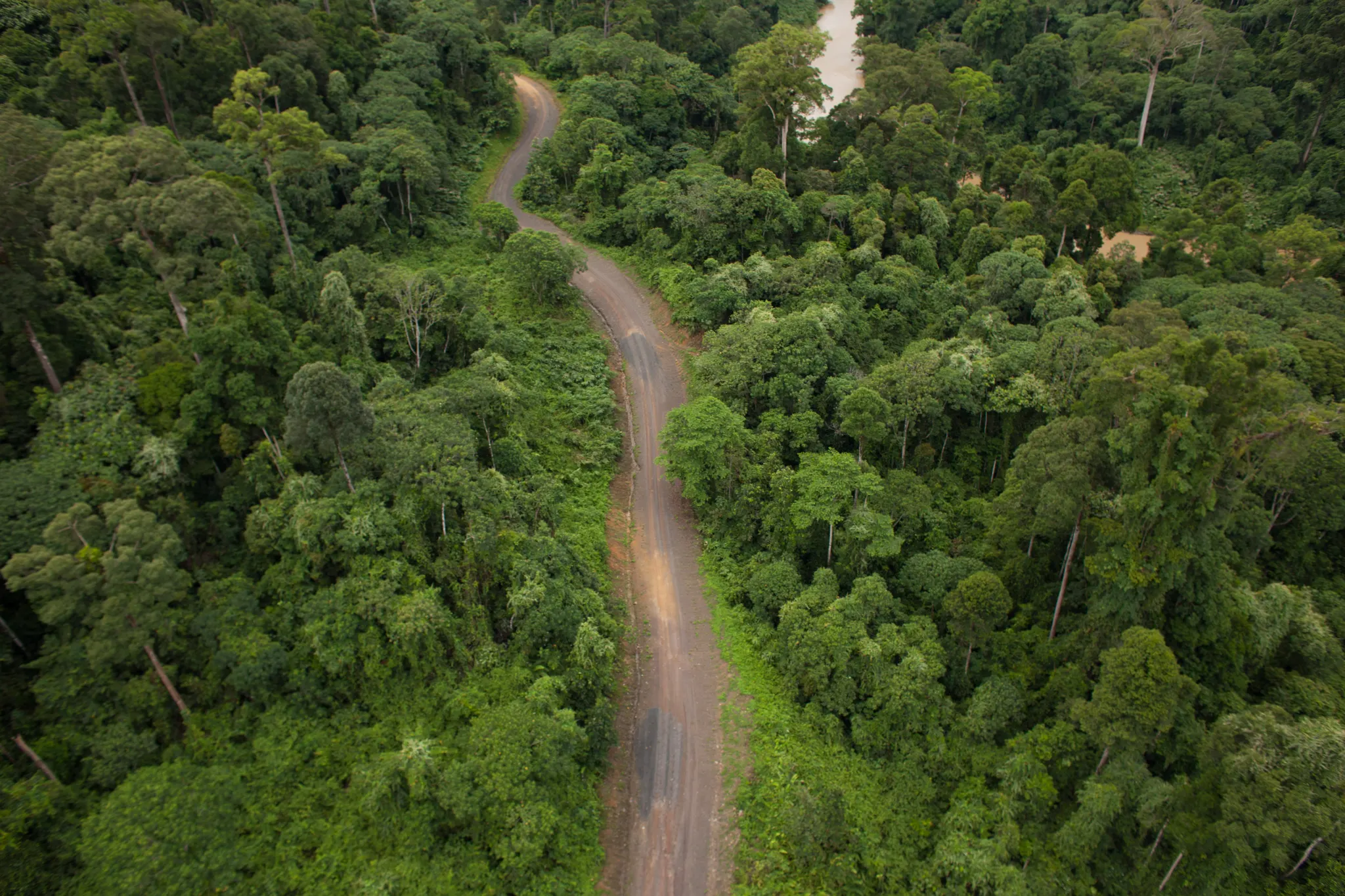 "Đường mòn" xuyên rừng là mối đe dọa lớn nhất đối với rừng nhiệt đới
