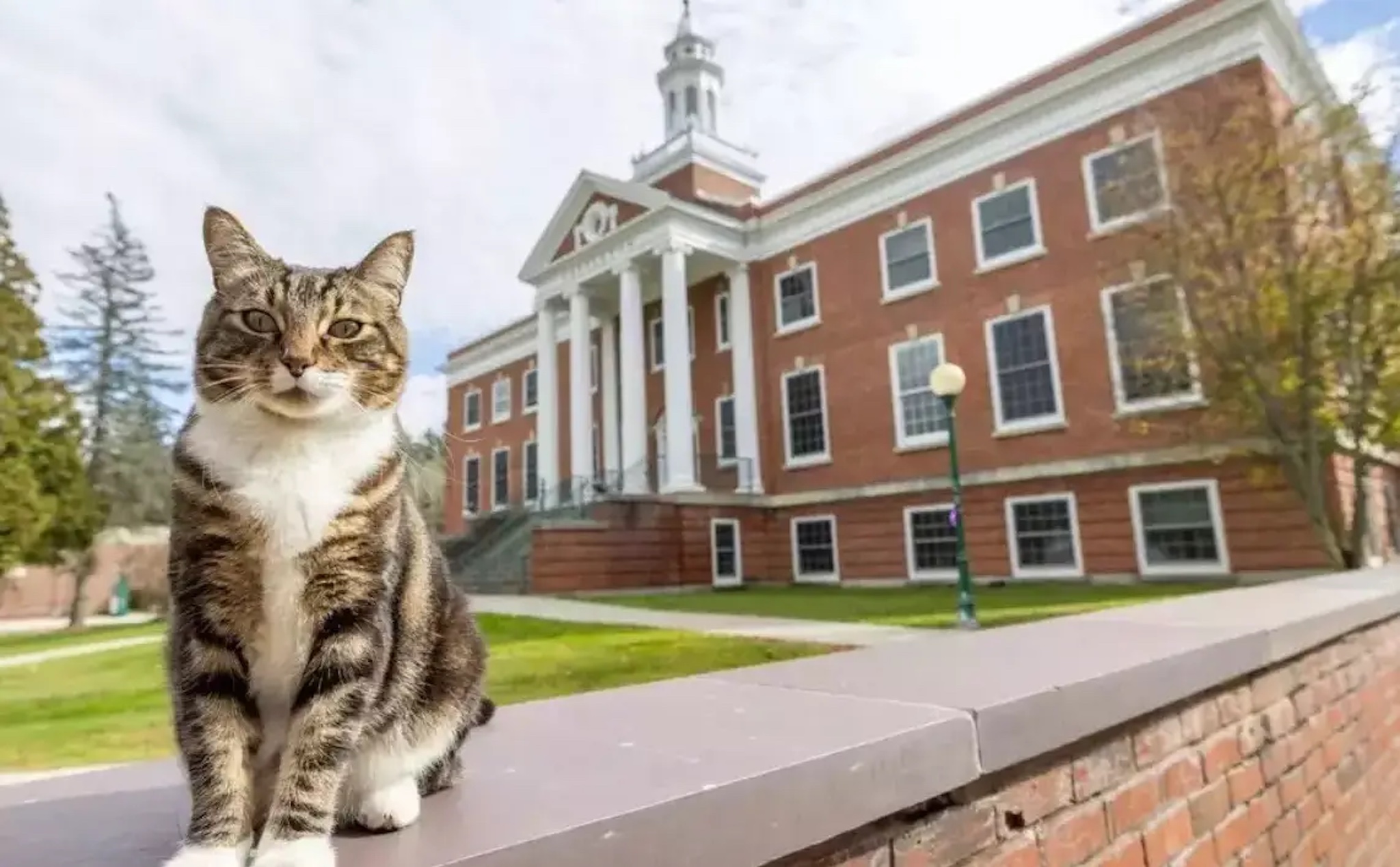 Đại học Mỹ trao bằng tiến sĩ danh dự cho một con mèo