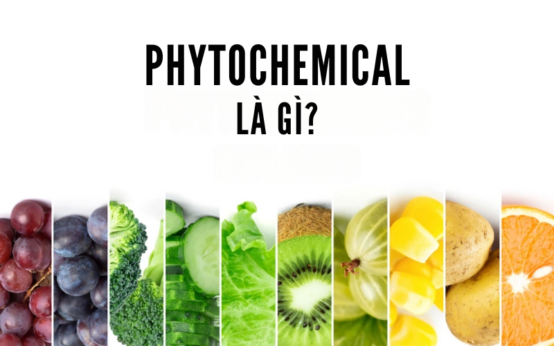 Phytochemical là gì? Khám phá vai trò trong dinh dưỡng y học