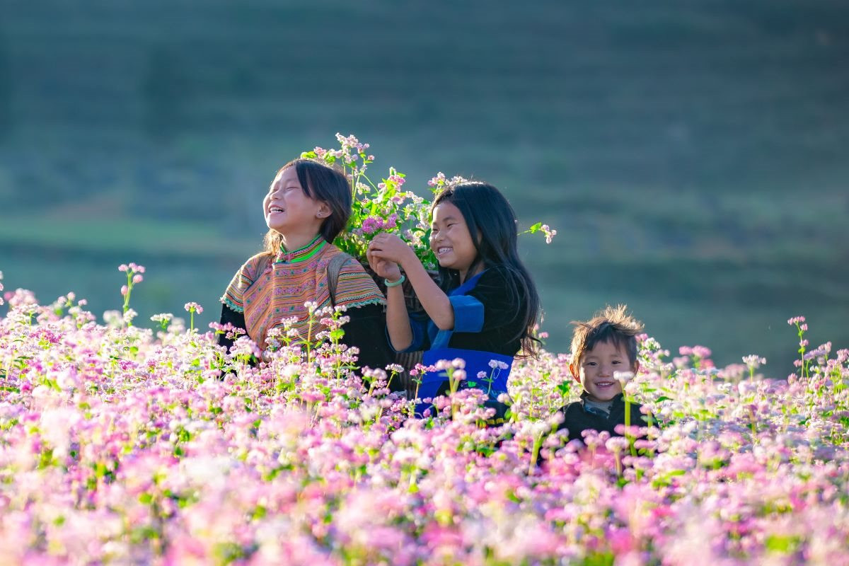 Hà Giang khai mạc Lễ hội hoa Tam Giác Mạch từ 9 -21/11