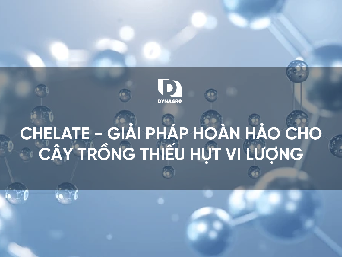 CHELATE - GIẢI PHÁP HOÀN HẢO CHO CÂY TRỒNG THIẾU HỤT VI LƯỢNG