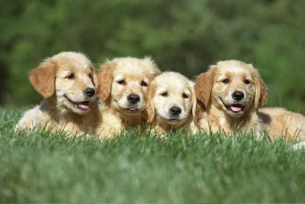 "Làm Sao Để Mua Golden Retriever Thuần Chủng Mà Không Bị Lừa Đảo?"