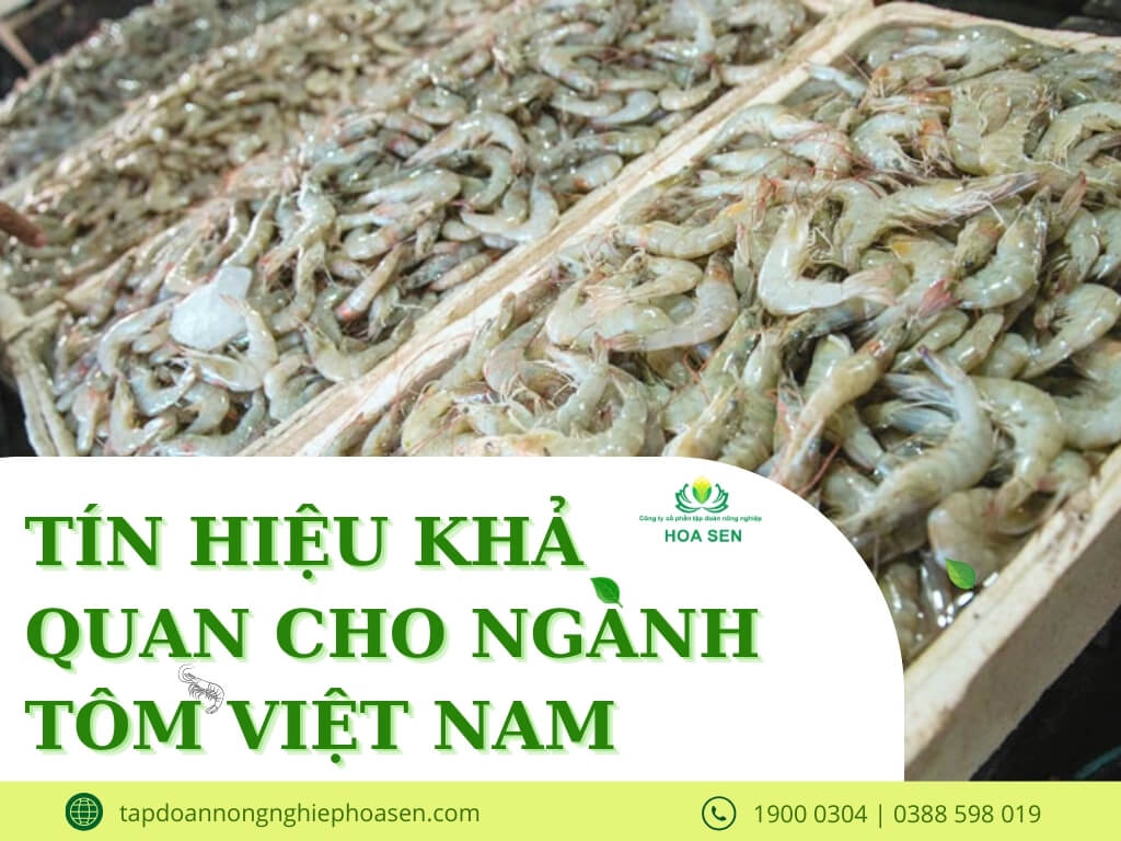 TÍN HIỆU KHẢ QUAN ĐỐI VỚI NGÀNH TÔM VIỆT NAM