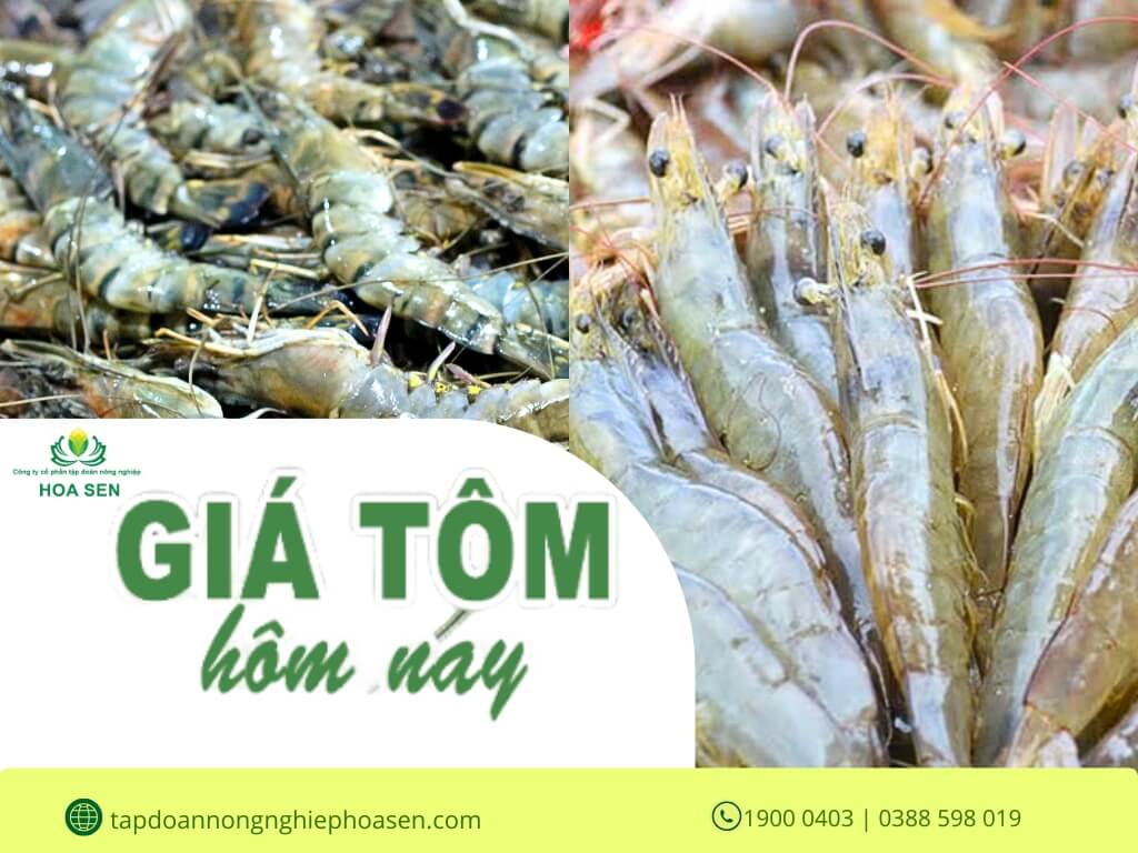 BẢNG GIÁ TÔM THẺ & TÔM SÚ