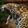 jaguar_warrior